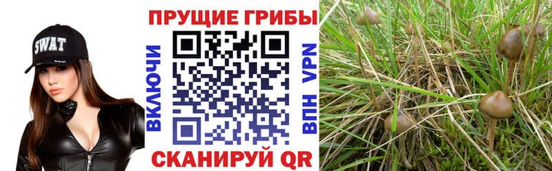 Галлюциногенные грибы ЛСД  Гусев 